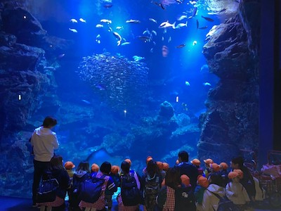 お別れ遠足🍱京都水族館🐬🌟長岡京園 キャッチ画像