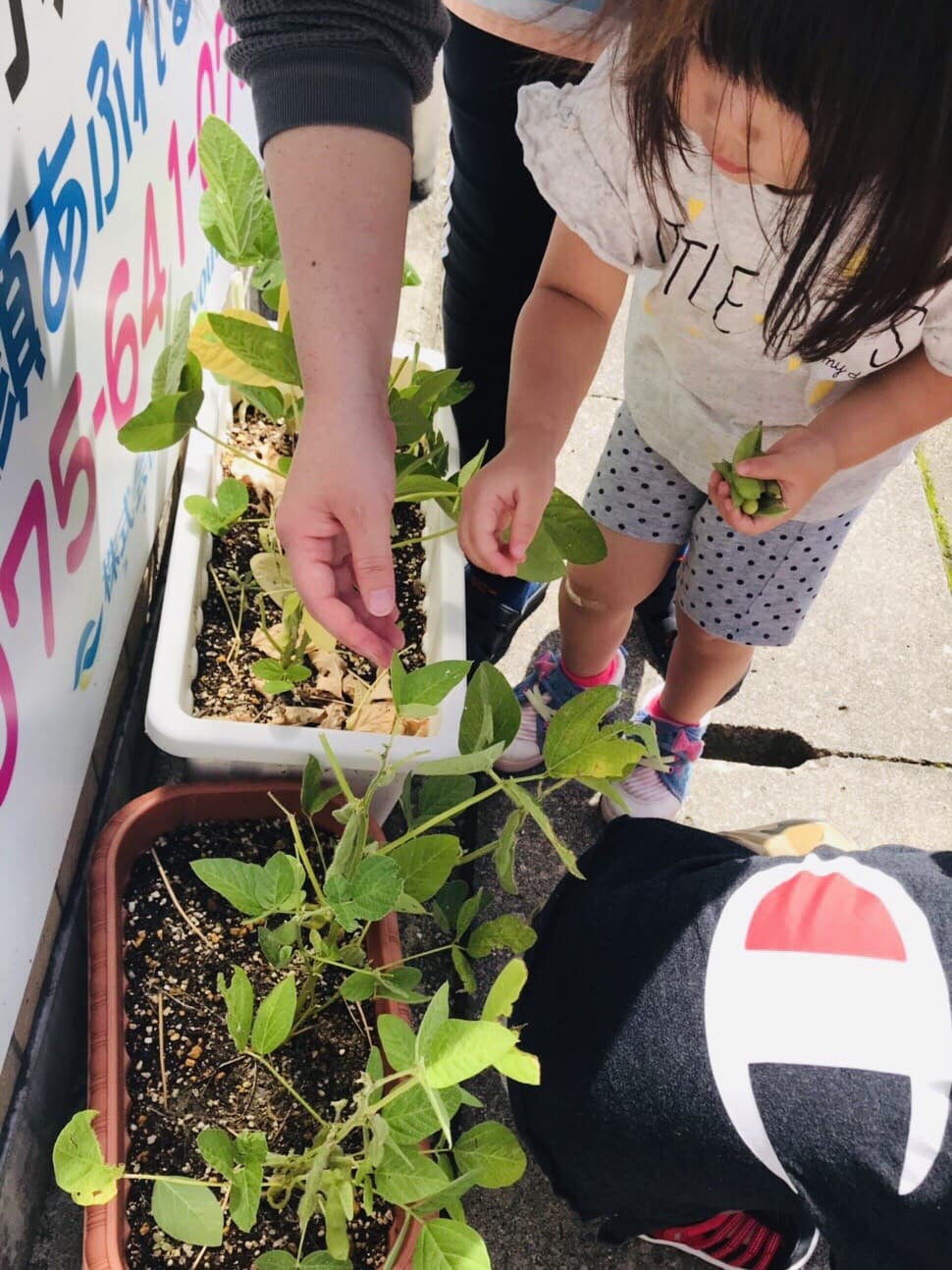 枝豆の収穫👒☘️〜竹田園〜