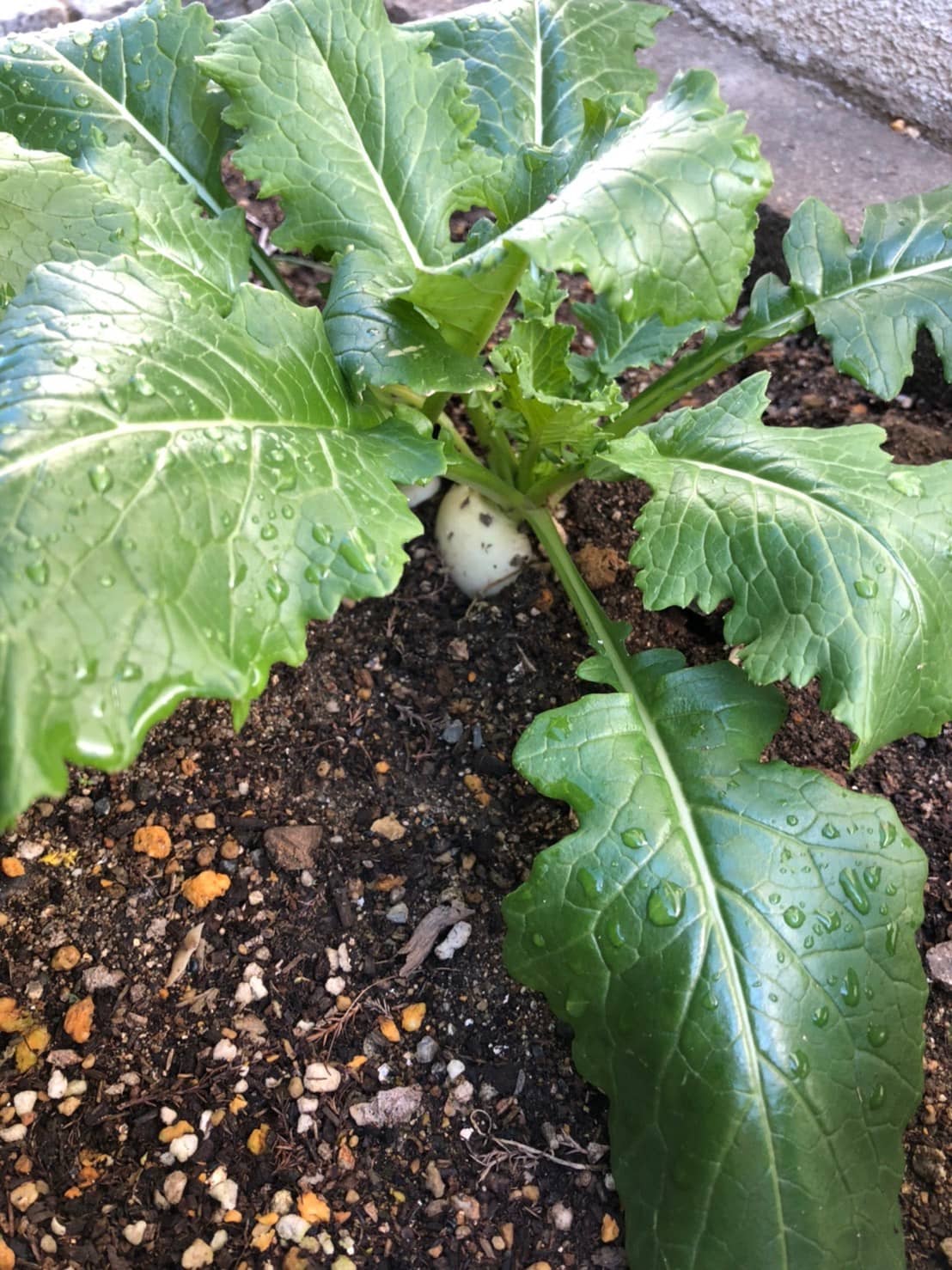 保護中: 2月　🍀カブの収穫🍀　久我園