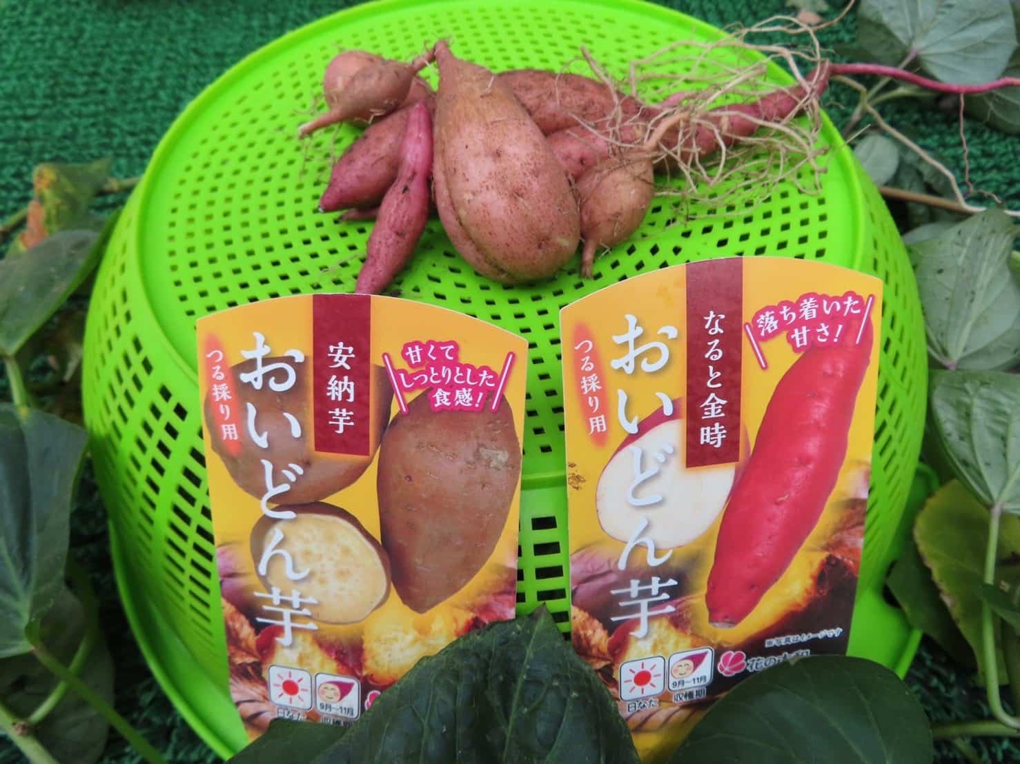 保護中: 10月の様子🍁&芋掘り　スイートポテト作り🍠山科園