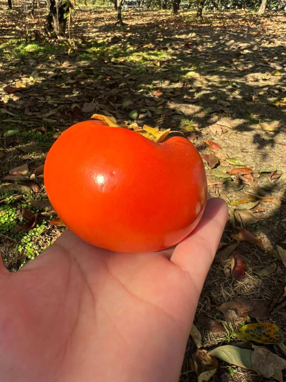 保護中: 🍁柿狩り🍁 久我園