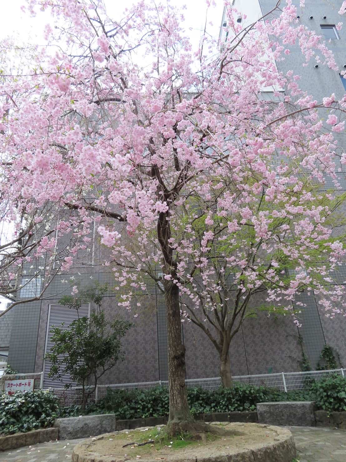 保護中: 4月🌷製作&お散歩🌸山科園