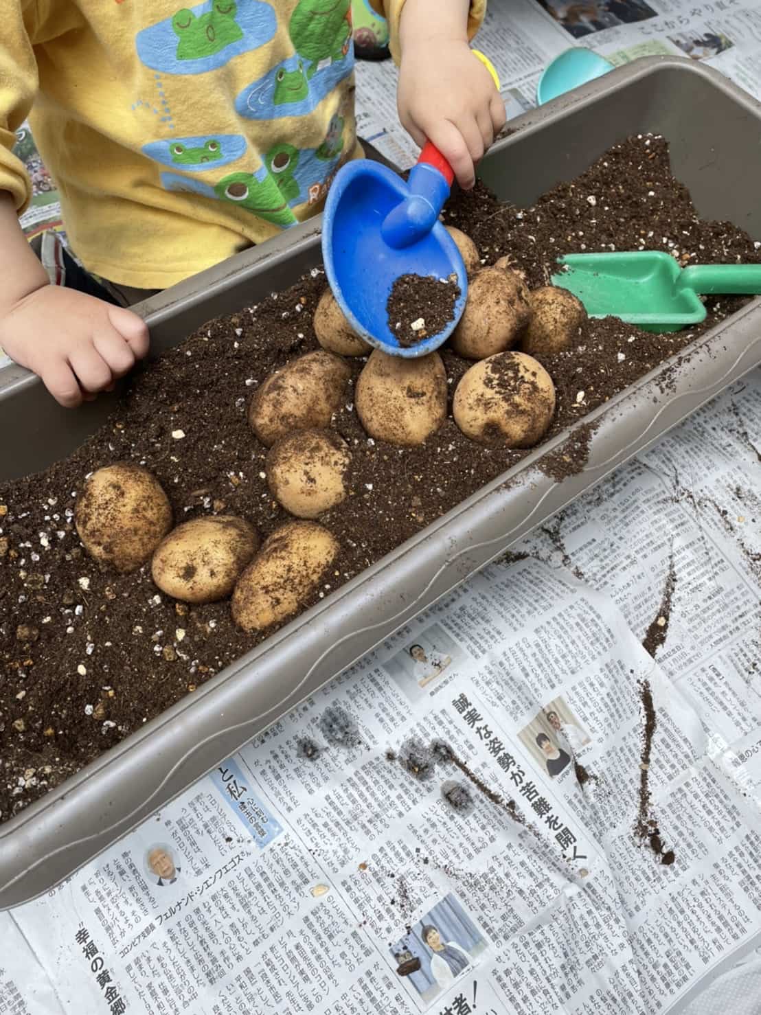 保護中: じゃがいも掘りごっこ🥔🌱～竹田園～