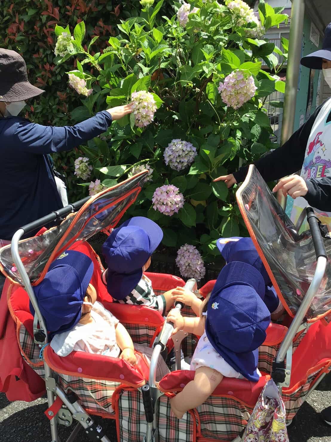 保護中: ５月の様子🎏　長岡京園