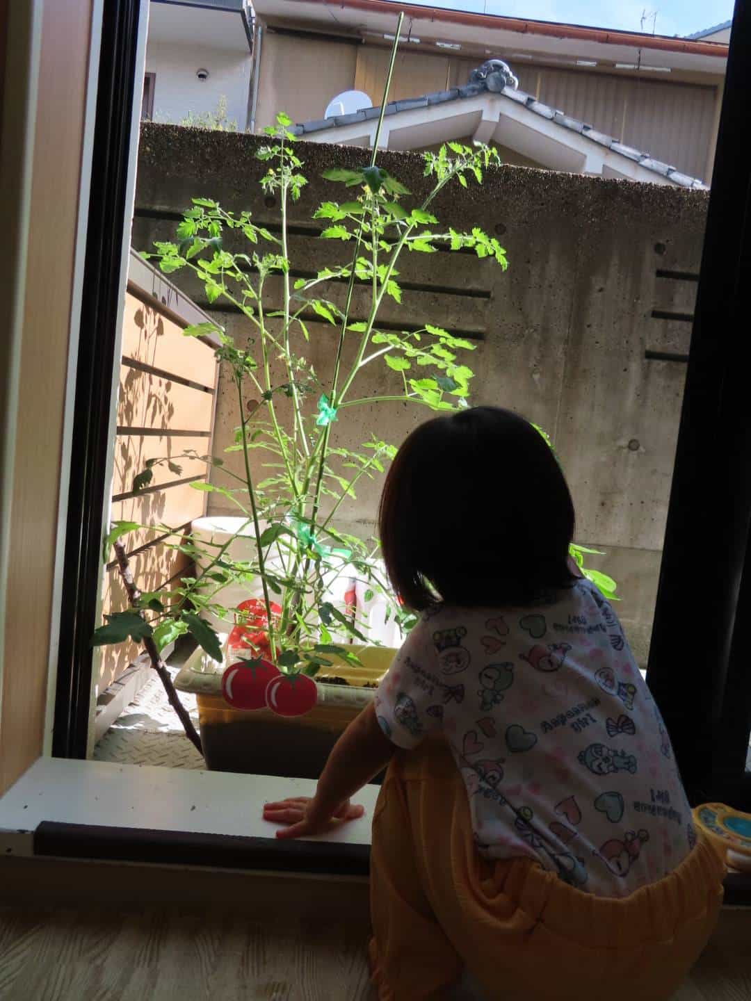 保護中: 6月食育🌱野菜の苗植え🍅　6月お誕生日会👑　西大路園