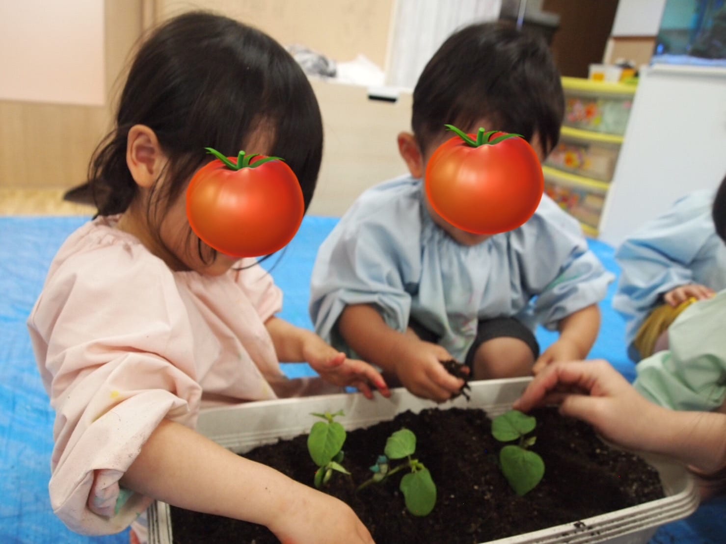 苗植え・お水やり🌱