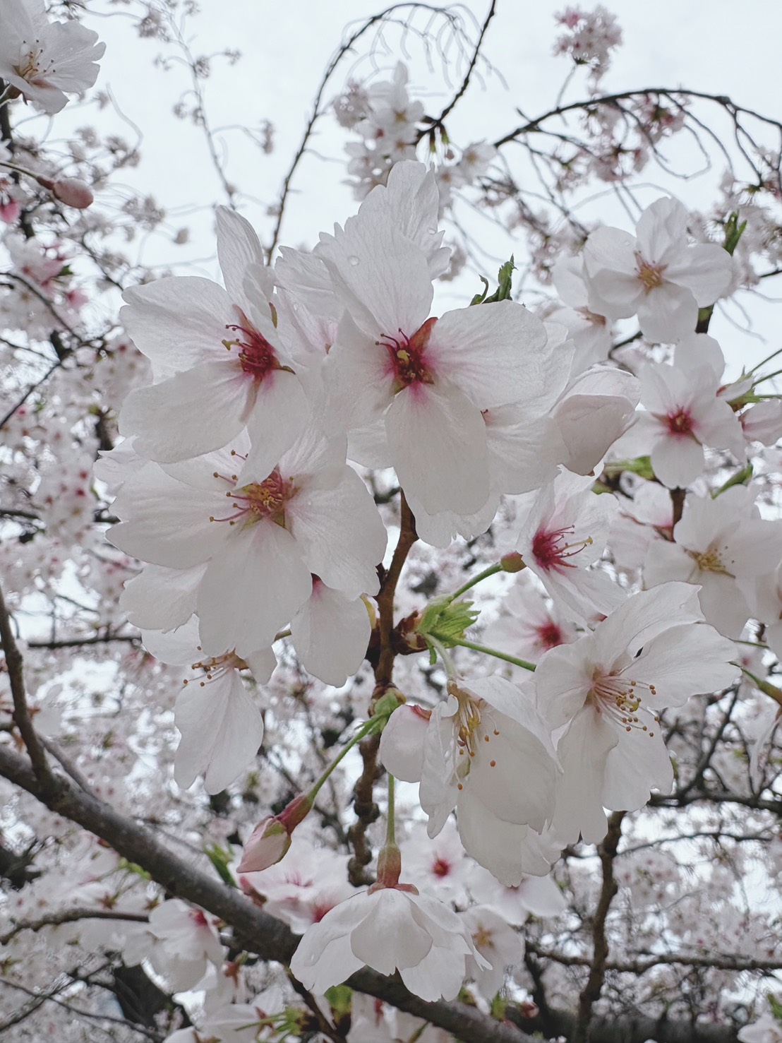 京都小規模保育事業所 ほほえみ保育園 山科園